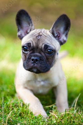 close up of french bulldog puppy