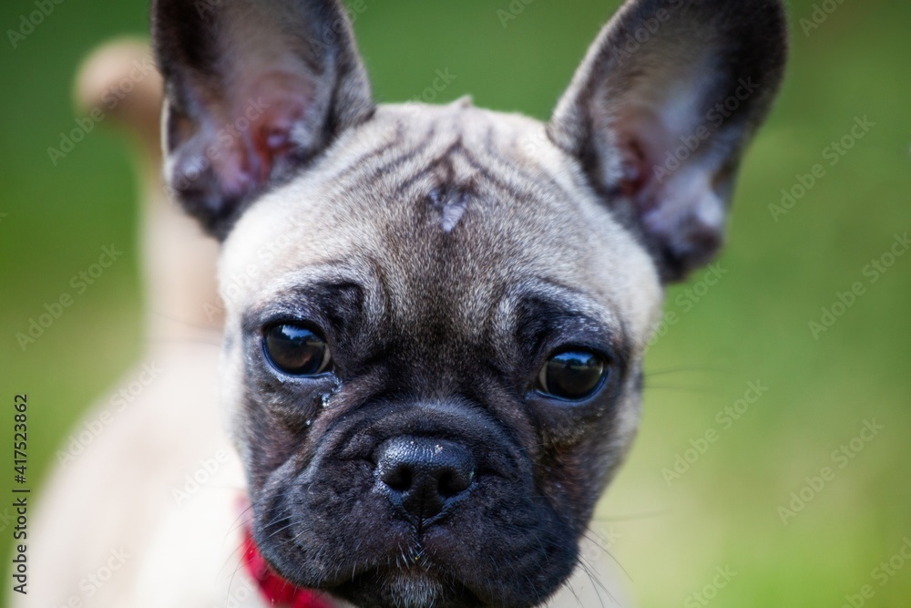 close up of french bulldog puppy