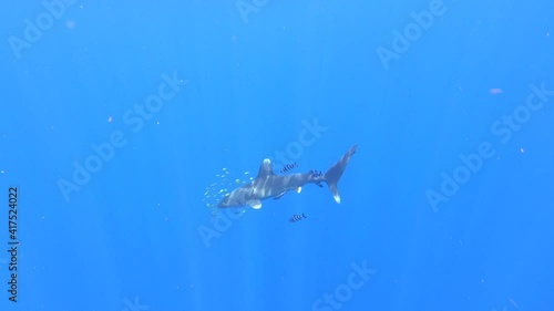 Shark wounded by plastic fishing net swims in search of tuna fish against blue background of underwater ocean abyss, surrounded by school of fish. Plastic pollution. Ecological disaster in the wild. photo