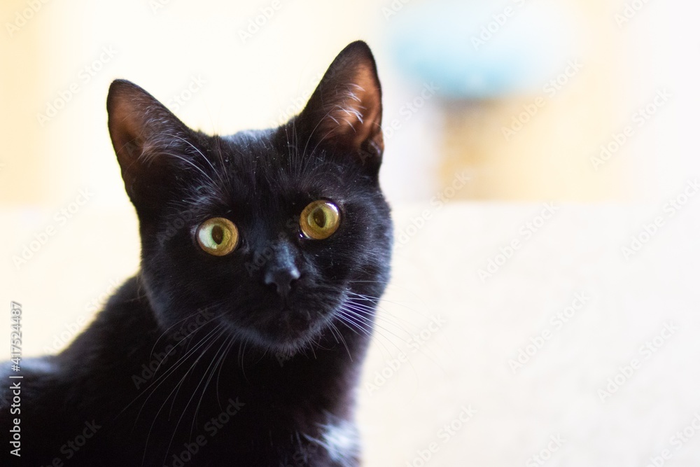 black cat looking into camera