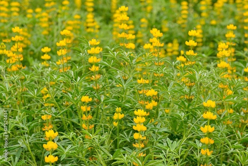 The Dull-Ice Flower(Lupinus micranthus Guss.) in Miaoli County, Taiwan. photo