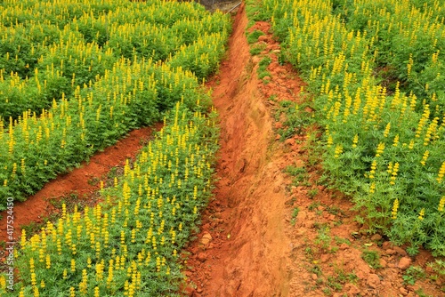 The Dull-Ice Flower(Lupinus micranthus Guss.) in Miaoli County, Taiwan. photo