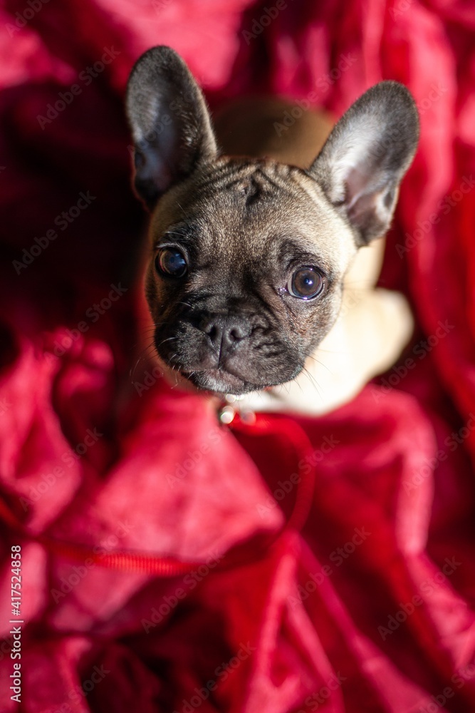 french bulldog puppy sitting on red blanket