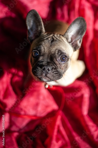 french bulldog puppy sitting on red blanket © Jesse