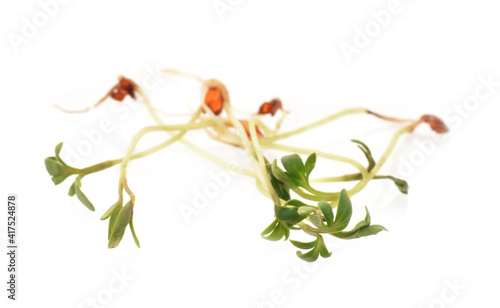 Watercress plants or sprouts closed up isolated on white