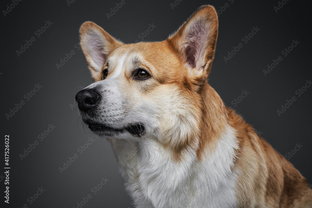 Professional portrait of hungry puppy welsh corgi dog sitting on grey background in studio.