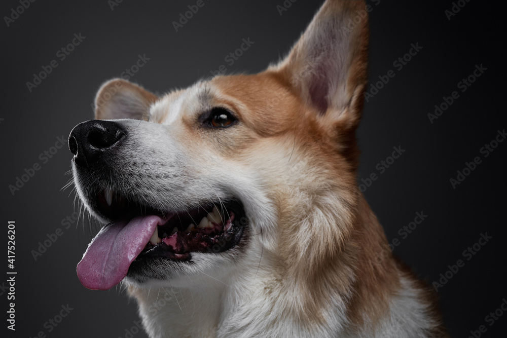 Confident yellow welsh corgi dog laying down and looking up, isolated on black background in studio with light. Confident yellow welsh corgi dog laying down and looking up, isolated on black background in studio with light.