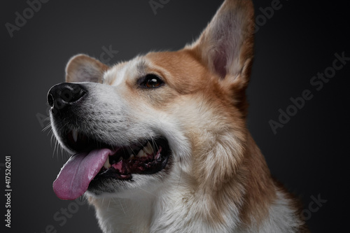 Confident yellow welsh corgi dog laying down and looking up, isolated on black background in studio with light. © Fxquadro