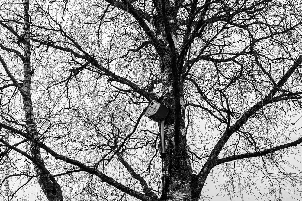 Black branches of an old birch tree against a gray sky. Black branches of an old birch tree against a gray sky.