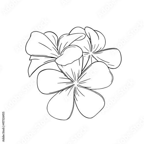 Frangipani or plumeria tropical flower. Engraved frangipani isolated in white background. Outline vector illustration