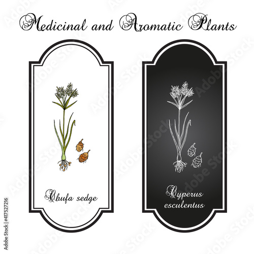 Chufa sedge Cyperus esculentus , edible and medicinal plant