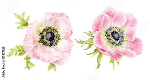 A set of pink anemone flowers with leaves. Spring delicate flowers. Watercolour illustration.