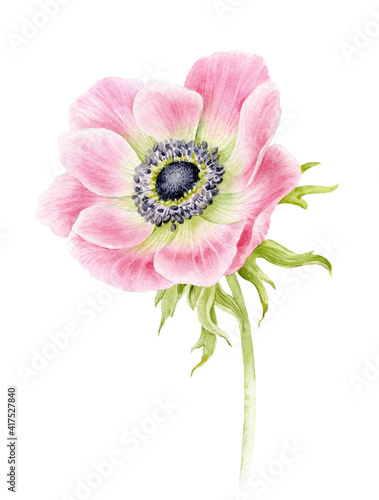 Fotografija Pink anemone flower on a stem with leaves