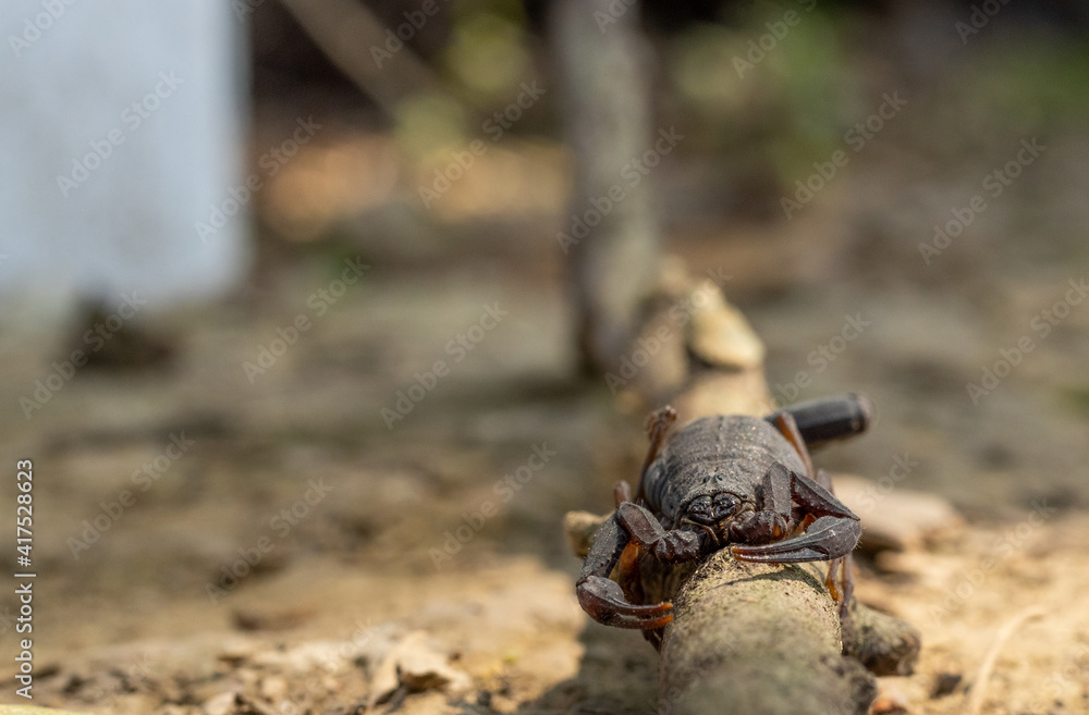 Primer plano de un escorpión en una rama en tierra seca Primer plano de un escorpión en una rama en tierra seca