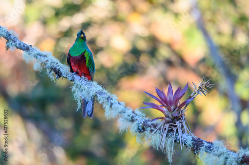 Resplendent Quetzal, Pharomachrus mocinno, Savegre in Costa Rica, with green forest in background. Magnificent sacred green and red bird. Birdwatching in jungle.