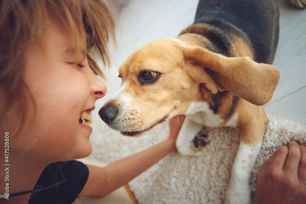 Cute boy feeds the Beagle dog at home. High quality photo. Cute boy feeds the Beagle dog at home. High quality photo.