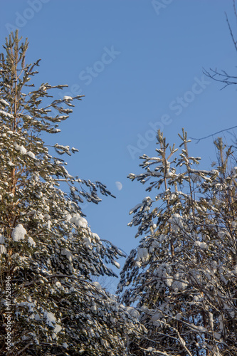 Nature Reserve of Russia, Arkhangelsk region Golubino.