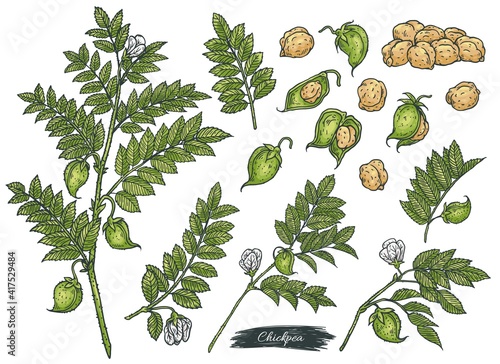 Set of hand drawn chickpea plant, pods and peas, vector illustration isolated.