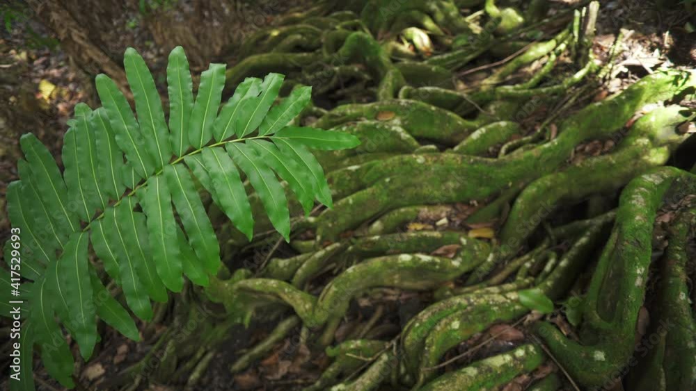 Green fern leaf in the wind against the background of the roots of an old tree in the rain forest Green fern leaf in the wind against the background of the roots of an old tree in the rain forest