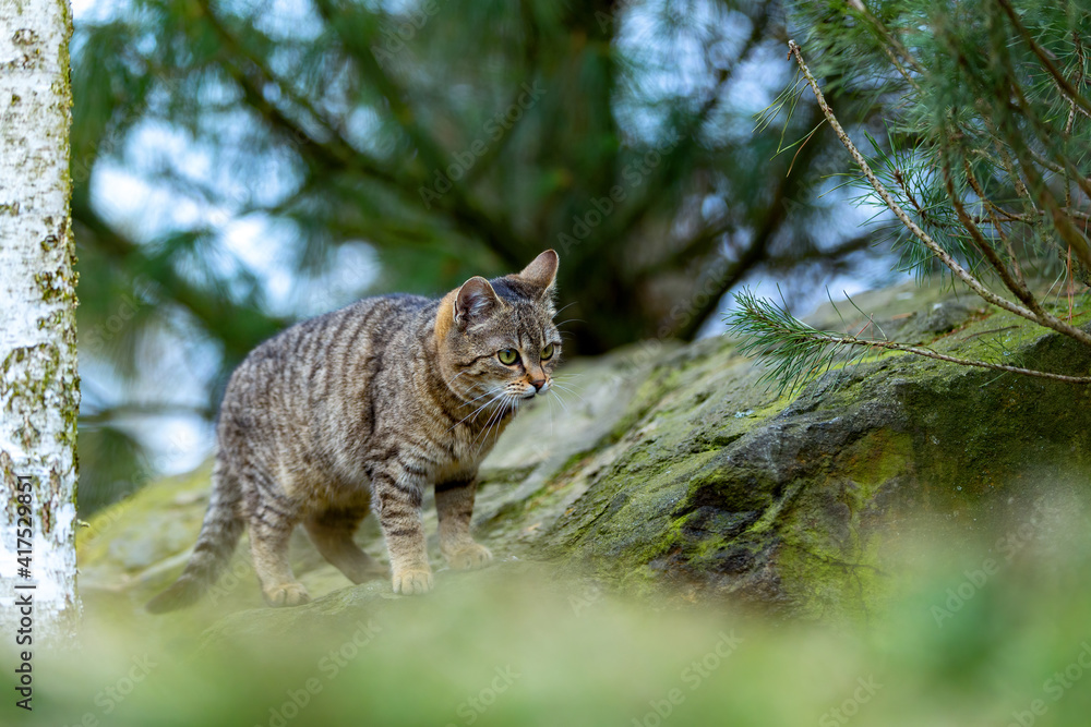 Obraz premium baby of domestic cat, kitten play outdoor in garden