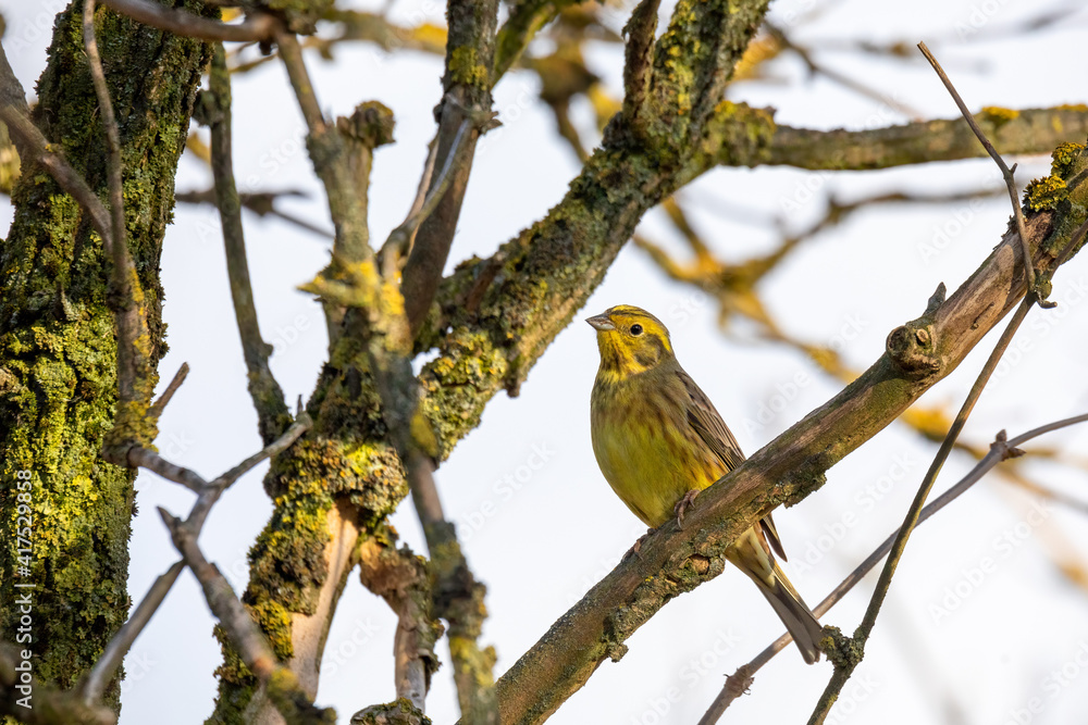 yellowhammer in spring, Emberiza citrinella, is a passerine bird in the bunting family that is native to Eurasia. Springtime in Czech Republic, Europe wildlife yellowhammer in spring, Emberiza citrinella, is a passerine bird in the bunting family that is native to Eurasia. Springtime in Czech Republic, Europe wildlife