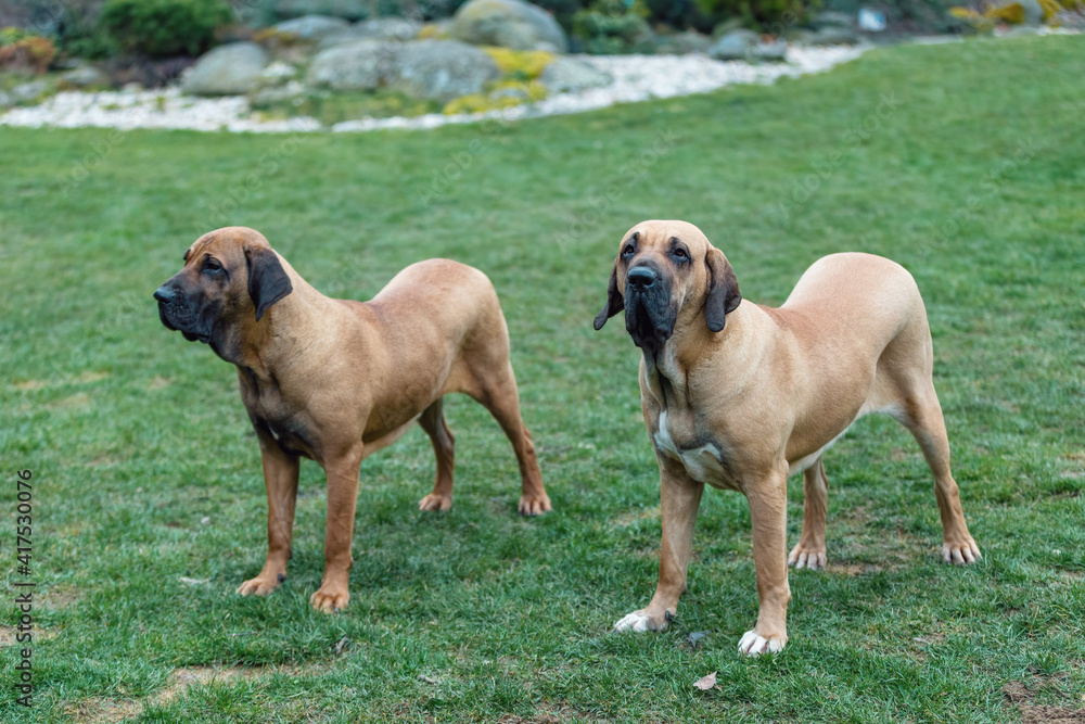 two young guardian dogs, female of Fila Brasileiro, Brazilian Mastiff, playing outdoor on green grass two young guardian dogs, female of Fila Brasileiro, Brazilian Mastiff, playing outdoor on green grass