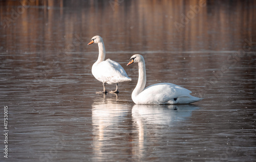 white mute swan relaxing on frozen pond. Nature spring winter scene. Czech Republic, European countryside wildlife.