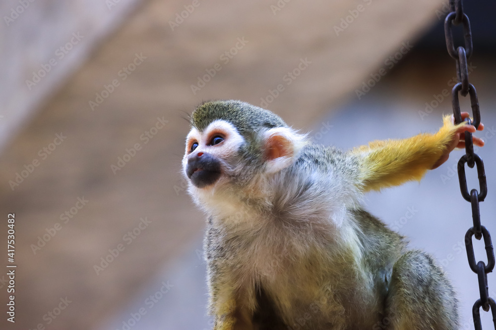 Obraz premium Little monkey in the zoo