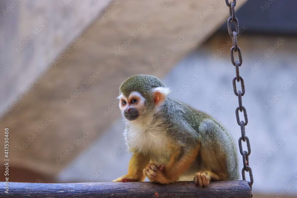 Obraz premium Little monkey in the zoo
