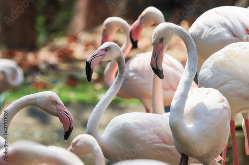 Beautiful white and pink flamingos are enjoying their flocks.