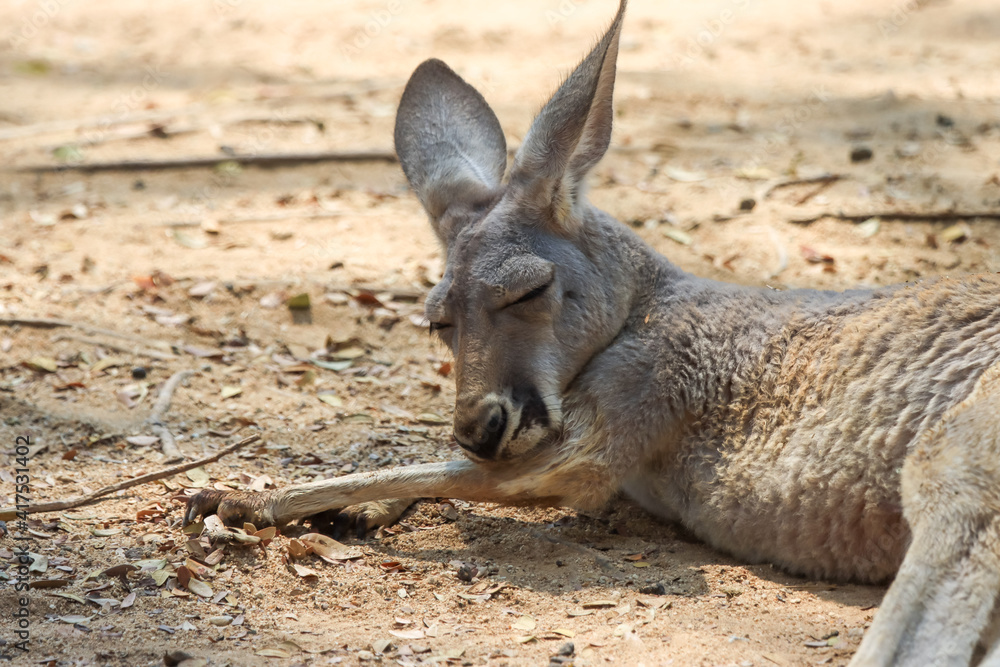The lazy kangaroo is sleeping in the most comfortable position.