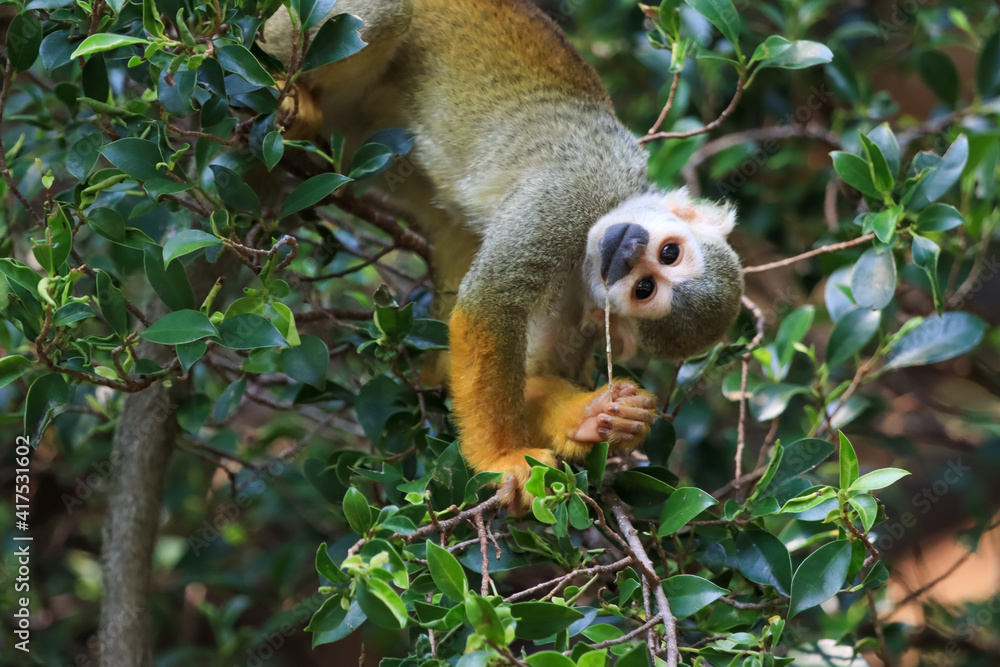 Obraz premium Beautiful cute animal. Look at Squirrel monkey in ecuadorian jungle in amazon