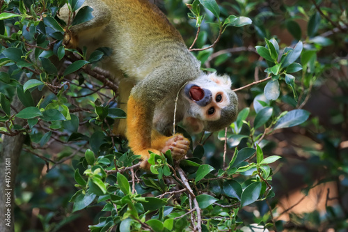 Photography Beautiful cute animal