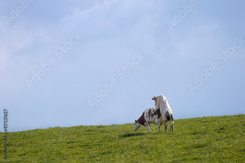 Cattle intercourse. Cow and bull mating on  a meadow.