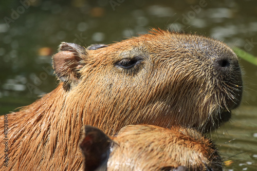 Wallpaper Mural Capybara was immersed in water, escaping the heat and looking for food. Torontodigital.ca