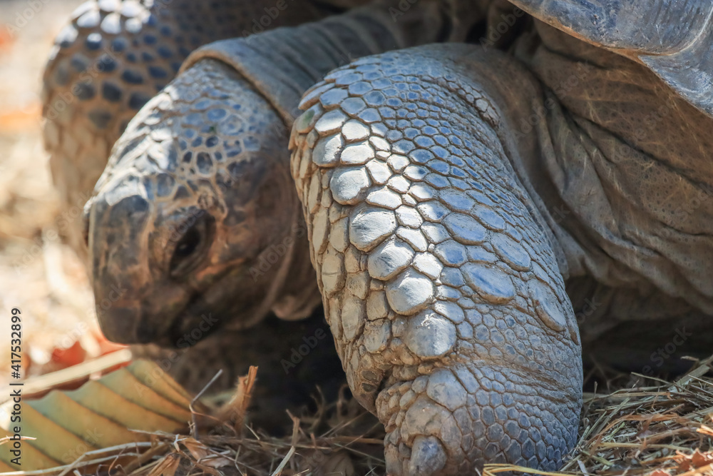 A big turtle in summer is eating leaves. A big turtle in summer is eating leaves.