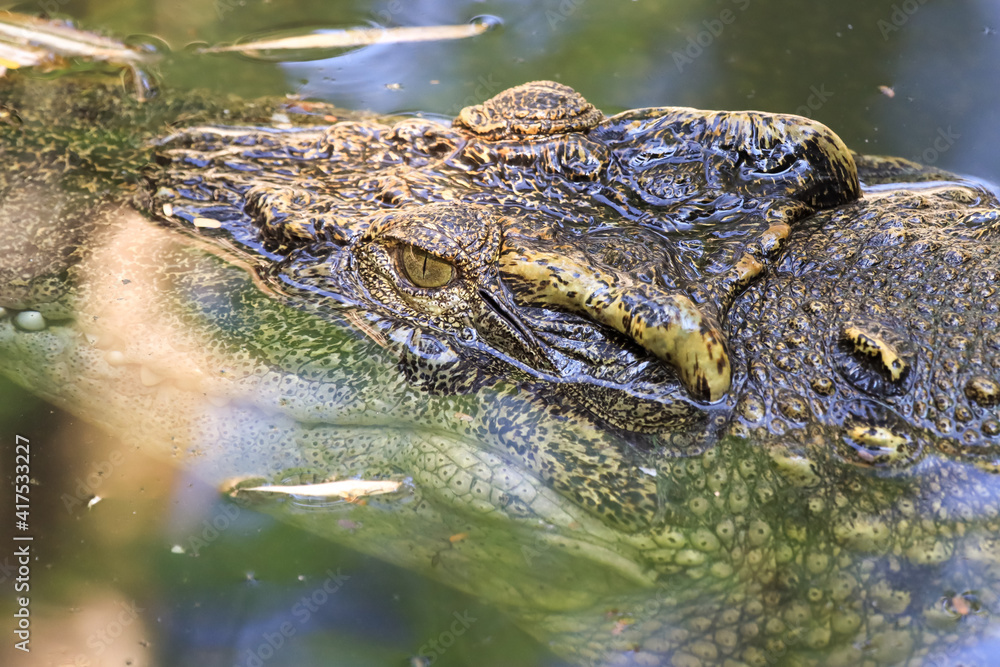 The crocodile emerged from the water with horrible eyes and had beautiful skin markings on its body. The crocodile emerged from the water with horrible eyes and had beautiful skin markings on its body.