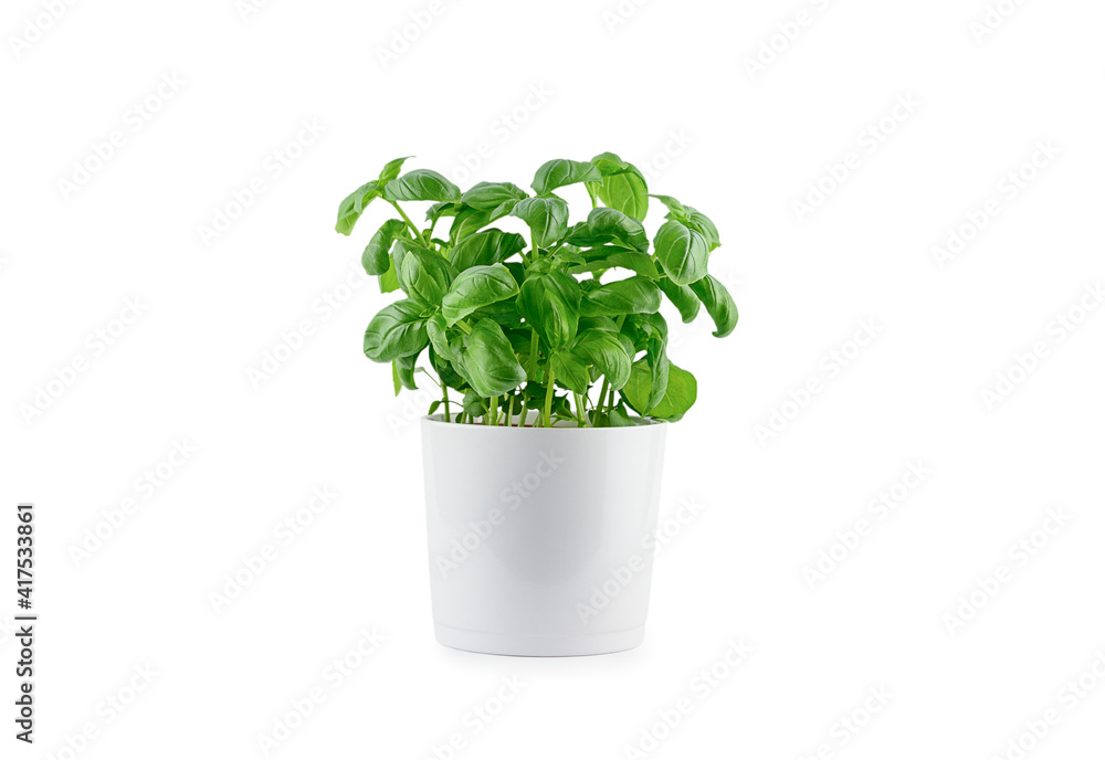 Pot with fresh green basil on white background, isolated Pot with fresh green basil on white background, isolated