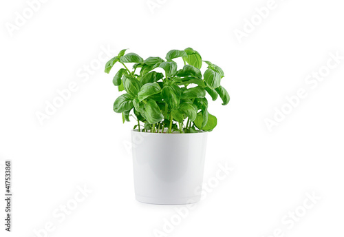 Pot with fresh green basil on white background, isolated