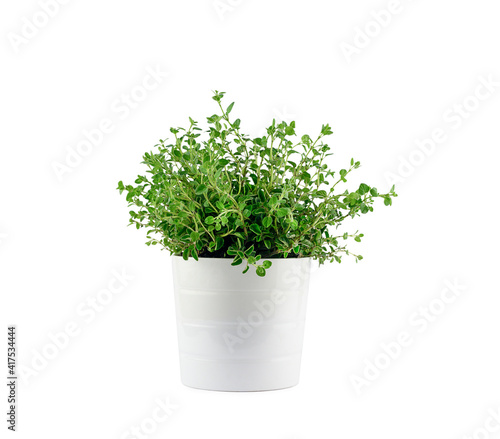 Fresh aromatic oregano in a pot on white background isolated Aromatic herbs, home gardening concept