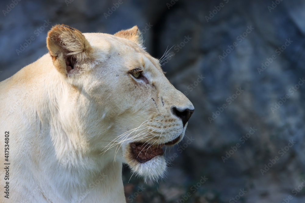 Obraz premium Formidable, female, white lion close-up