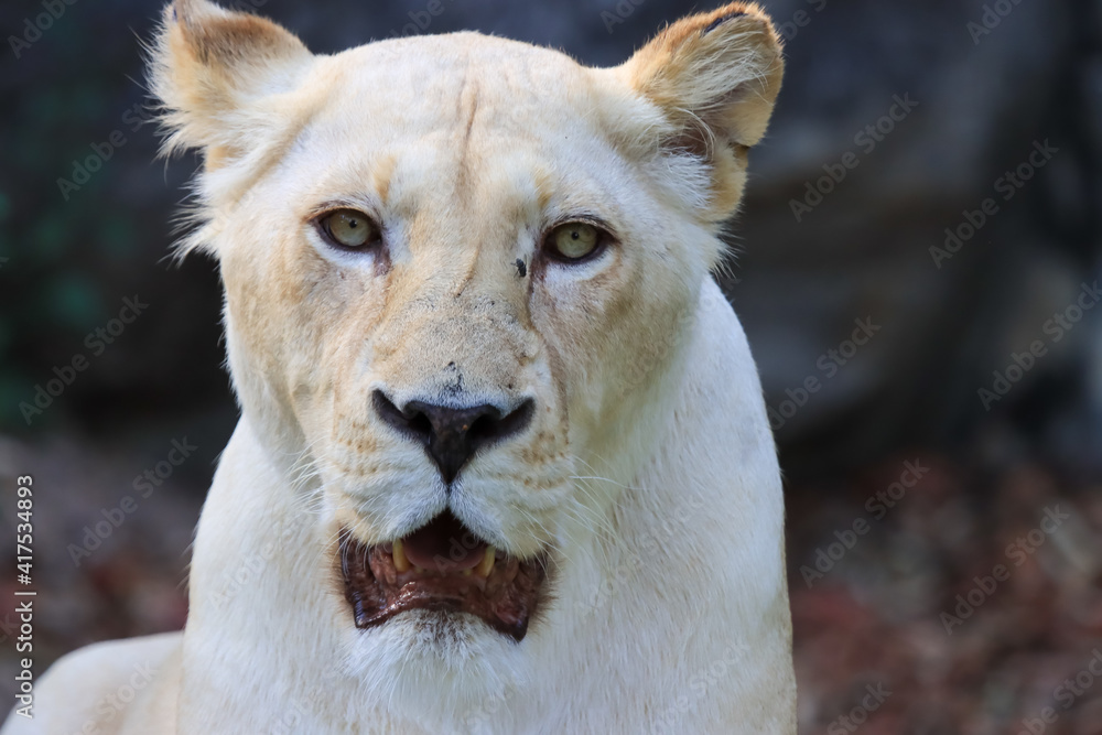 Obraz premium Formidable, female, white lion close-up