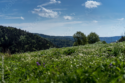 meadow with flowers