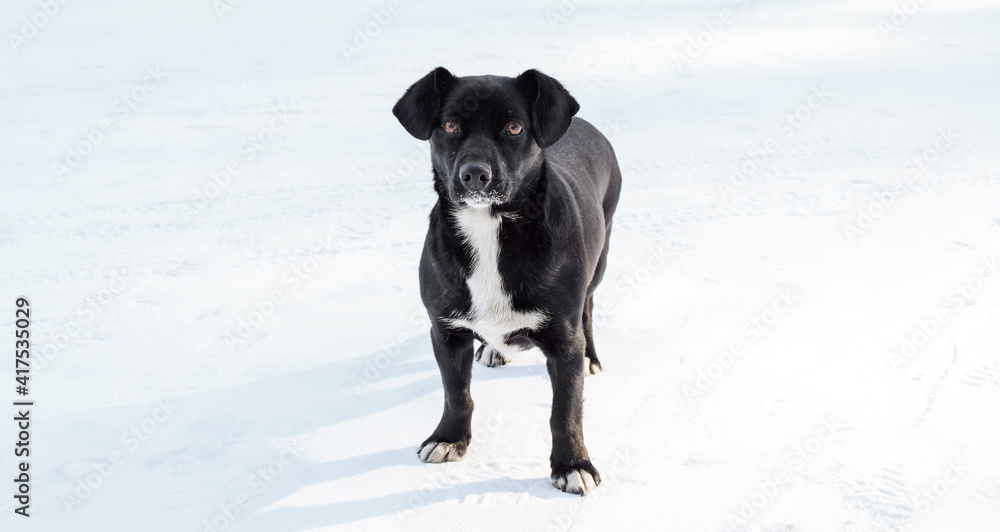 A black mongrel dog with a white breast and brown eyes stands in the snow. Dog's fur and muzzle in the snow. Copy space. A black mongrel dog with a white breast and brown eyes stands in the snow. Dog's fur and muzzle in the snow. Copy space.
