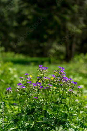 Forest view