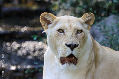 Formidable  female  white lion close-up