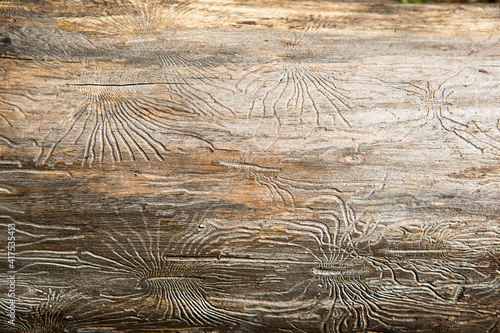 Natural wood texture with lines drawn by a bark beetle in the shape of spiders. Background, bark beetle, tree trunk
