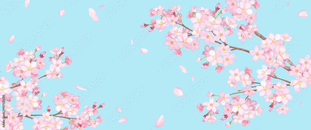 春の花：満開の桜と、散る花びらのアシンメトリー背景。水彩イラスト。