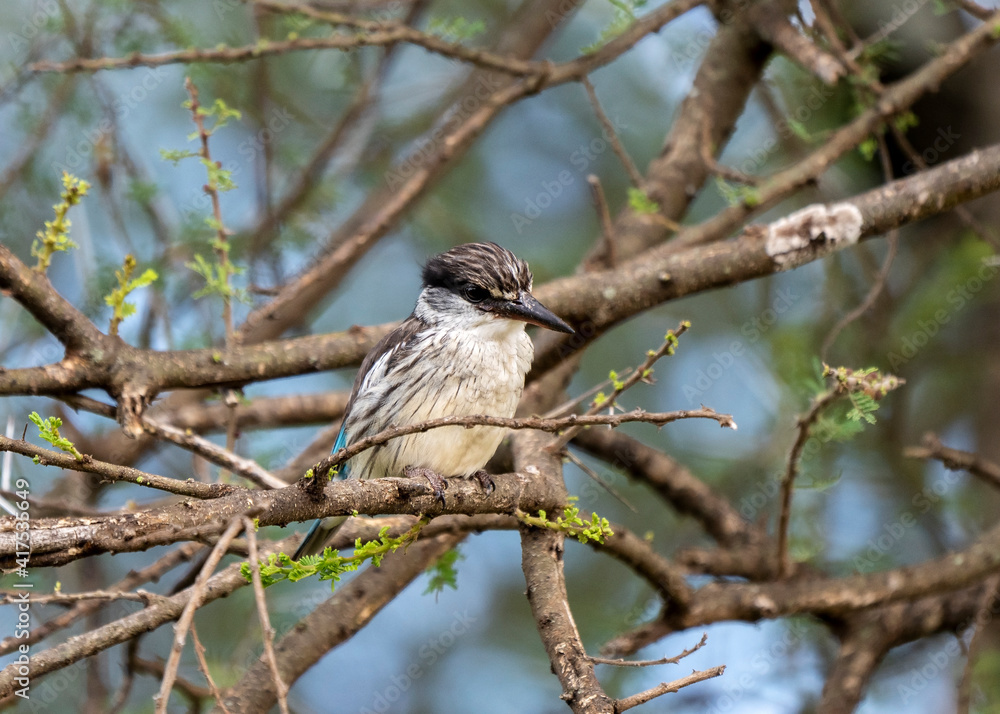 Striped kingfisher (Halcyon chelicuti) in Tarangire National Park Tanzania Striped kingfisher (Halcyon chelicuti) in Tarangire National Park Tanzania