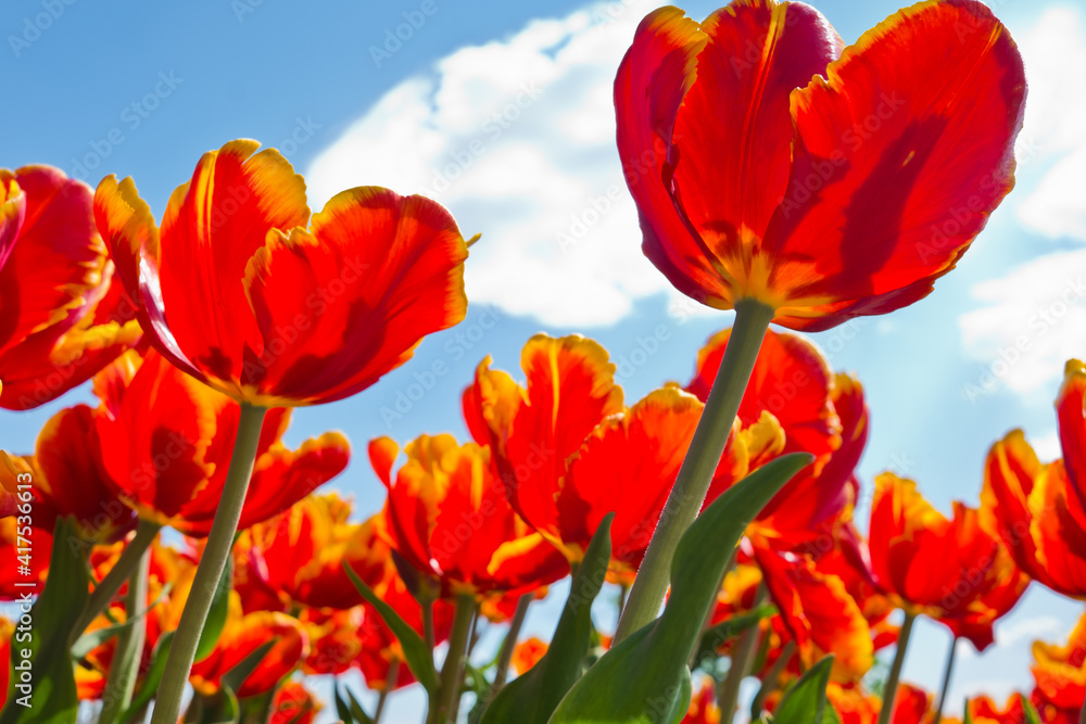 Red  tulips against blue sky with white clouds
